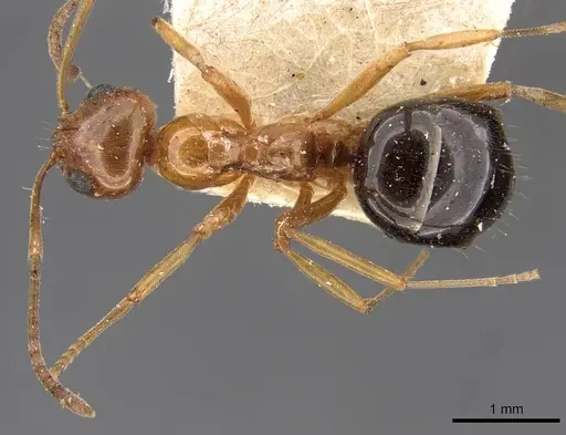 Lasiophanes hoffmanni specimen CASENT0909829 image casent0909829_1