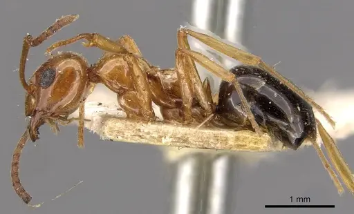 Lasiophanes hoffmanni specimen CASENT0909829 image casent0909829_3