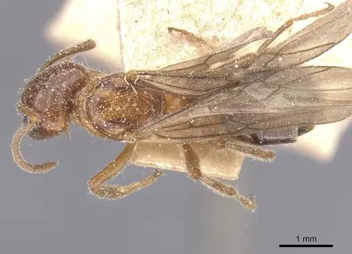Lasiophanes perplexus specimen CASENT0912331 image casent0912331_1