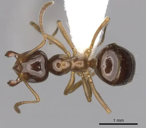 Lasiophanes picinus specimen CASENT0280429 image casent0280429_1