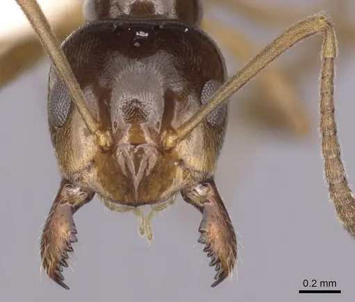 Lasiophanes picinus specimen CASENT0280429 image casent0280429_2