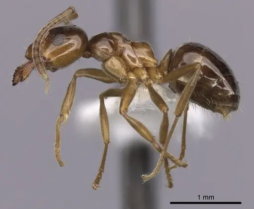 Lasiophanes picinus specimen CASENT0280429 image casent0280429_3
