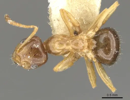 Lasiophanes picinus specimen CASENT0903225 image casent0903225_1