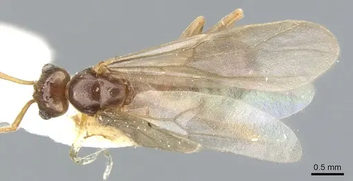 Lasiophanes picinus specimen CASENT0903226 image casent0903226_1