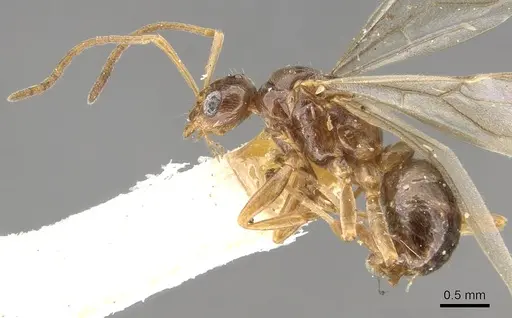 Lasiophanes picinus specimen CASENT0903226 image casent0903226_3