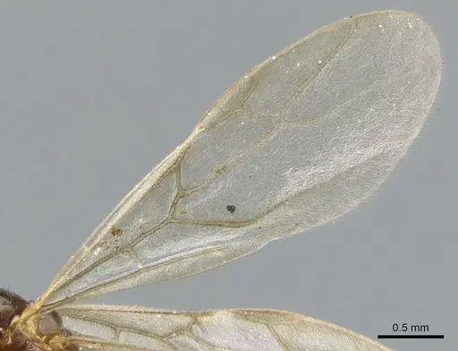 Lasiophanes picinus specimen CASENT0903226 image casent0903226_4
