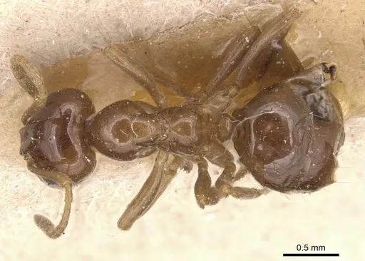 Lasiophanes picinus specimen CASENT0905129 image casent0905129_1