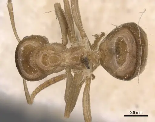 Lasiophanes picinus specimen CASENT0905131 image casent0905131_1