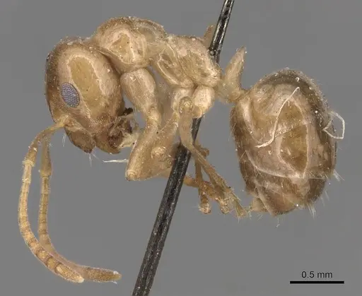 Lasiophanes picinus specimen CASENT0905131 image casent0905131_3