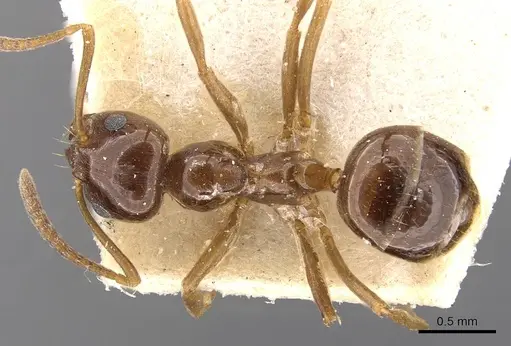 Lasiophanes picinus specimen CASENT0909828 image casent0909828_1