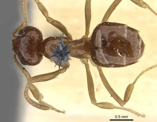 Lasiophanes picinus specimen CASENT0909830 image casent0909830_1