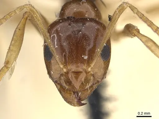 Lasiophanes picinus specimen CASENT0909830 image casent0909830_2