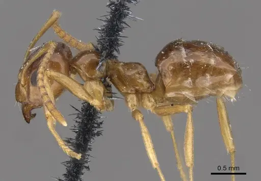 Lasiophanes picinus specimen CASENT0909830 image casent0909830_3