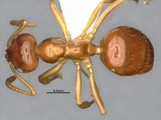 Lasiophanes picinus specimen CASENT4031894 image casent4031894_1