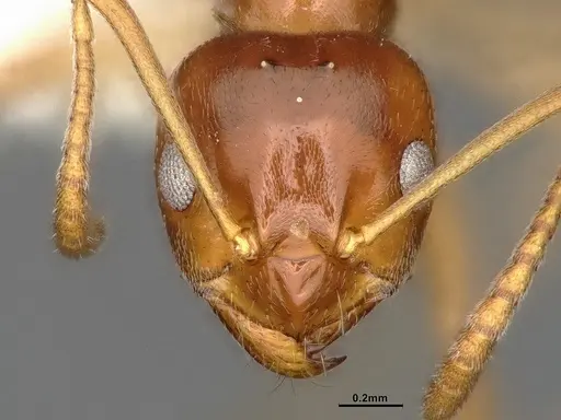 Lasiophanes picinus specimen CASENT4031894 image casent4031894_2