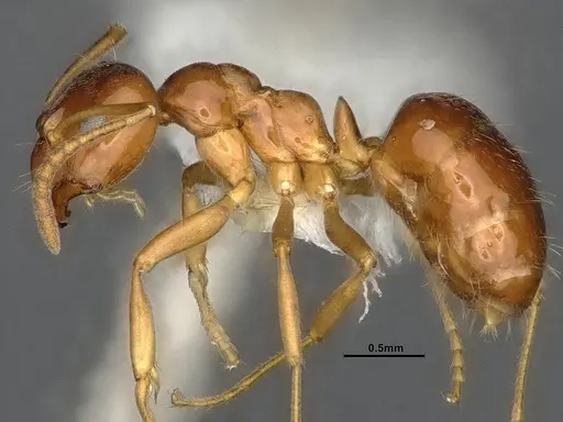 Lasiophanes picinus specimen CASENT4031894 image casent4031894_3