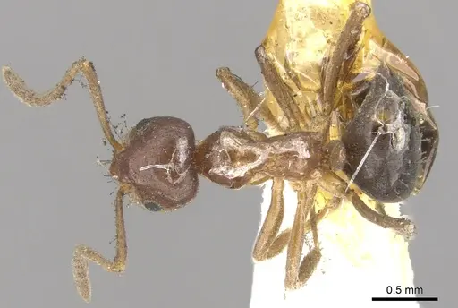 Lasiophanes strenua specimen CASENT0903224 image casent0903224_1