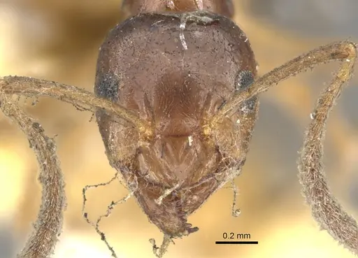 Lasiophanes strenua specimen CASENT0903224 image casent0903224_2