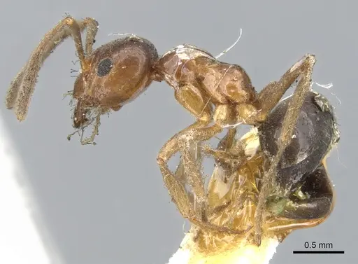Lasiophanes strenua specimen CASENT0903224 image casent0903224_3