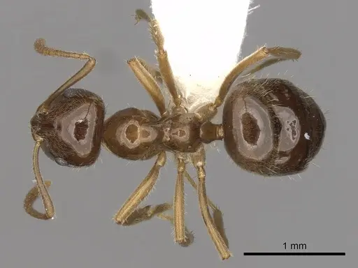 Lasiophanes valdiviensis specimen CASENT0280430 image casent0280430_1