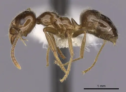 Lasiophanes valdiviensis specimen CASENT0280430 image casent0280430_3