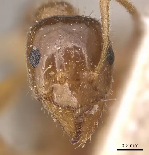 Lasiophanes valdiviensis specimen CASENT0905130 image casent0905130_2