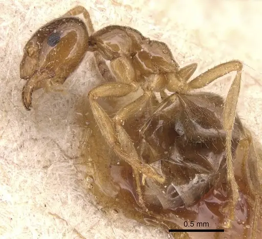 Lasiophanes valdiviensis specimen CASENT0905130 image casent0905130_3