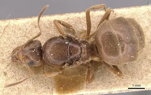 Lasiophanes valdiviensis specimen CASENT0905132 image casent0905132_1