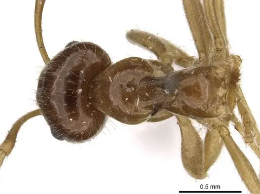 Lasiophanes valdiviensis specimen CASENT0909831 image casent0909831_1