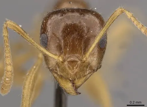 Lasiophanes valdiviensis specimen CASENT0909831 image casent0909831_2