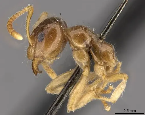 Lasiophanes valdiviensis specimen CASENT0909831 image casent0909831_3