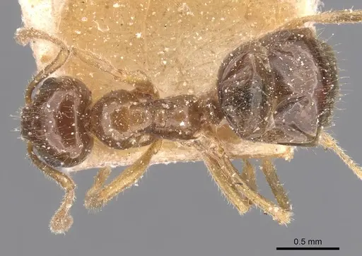 Lasiophanes valdiviensis specimen CASENT0912332 image casent0912332_1