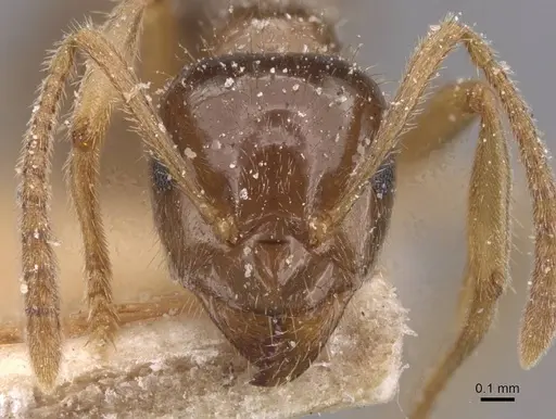 Lasiophanes valdiviensis specimen CASENT0912332 image casent0912332_2