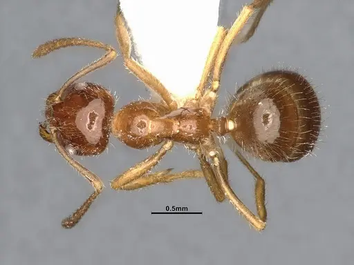 Lasiophanes valdiviensis specimen CASENT4031893 image casent4031893_1