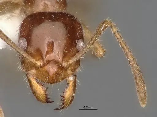 Lasiophanes valdiviensis specimen CASENT4031893 image casent4031893_2