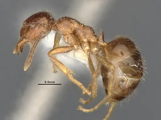 Lasiophanes valdiviensis specimen CASENT4031893 image casent4031893_3