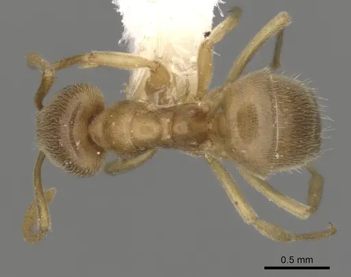 Lasius alienoflavus specimen CASENT0280453 image casent0280453_1