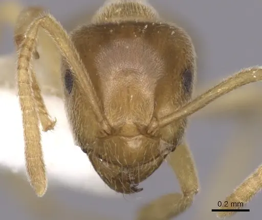 Lasius alienoflavus specimen CASENT0280453 image casent0280453_2