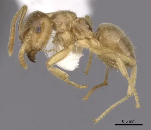 Lasius alienoflavus specimen CASENT0280453 image casent0280453_3