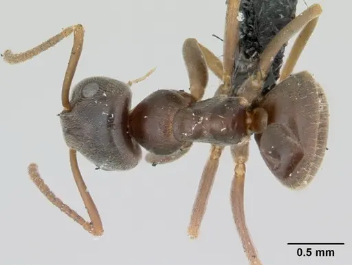 Lasius alienus specimen CASENT0172724 image casent0172724_1