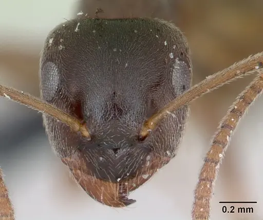 Lasius alienus specimen CASENT0172724 image casent0172724_2
