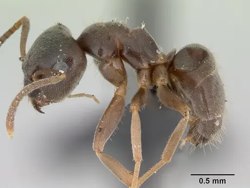 Lasius alienus specimen CASENT0172724 image casent0172724_3