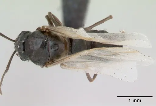 Lasius alienus specimen CASENT0172725 image casent0172725_1