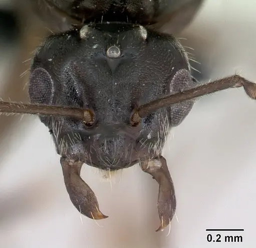 Lasius alienus specimen CASENT0172725 image casent0172725_2