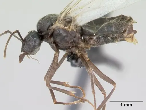 Lasius alienus specimen CASENT0172725 image casent0172725_3