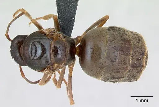 Lasius alienus specimen CASENT0173158 image casent0173158_1
