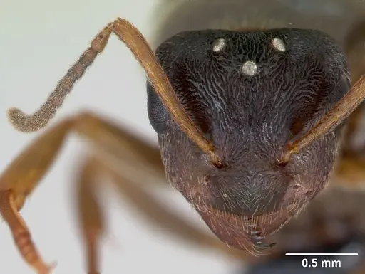 Lasius alienus specimen CASENT0173158 image casent0173158_2