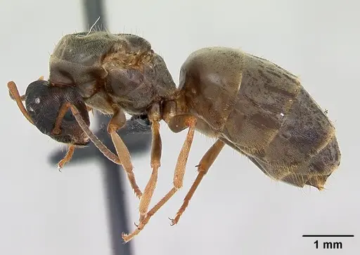 Lasius alienus specimen CASENT0173158 image casent0173158_3