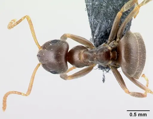 Lasius alienus specimen CASENT0179927 image casent0179927_1