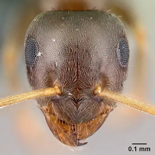 Lasius alienus specimen CASENT0179927 image casent0179927_2
